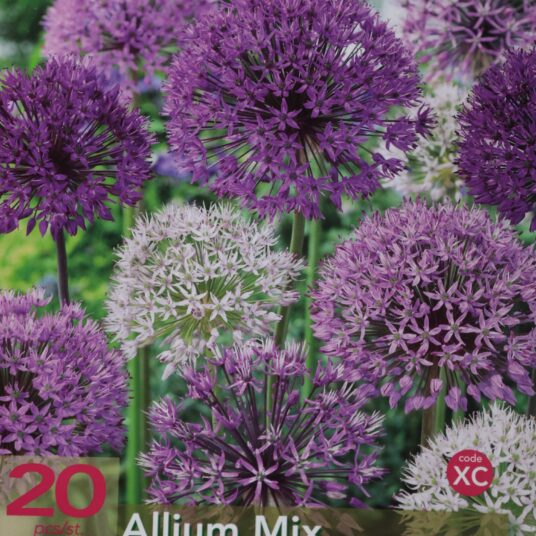 Allium gemengd - mix