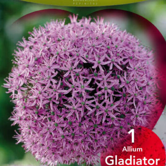 Allium hybr. 'Gladiator'