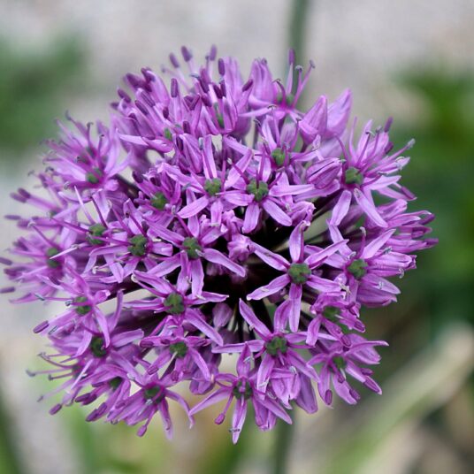 Allium hybr. 'Gladiator'
