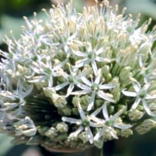 Allium hybr. 'Mount Everest'