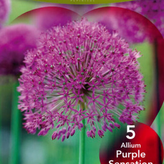 Allium afl. 'Purple Sensation'