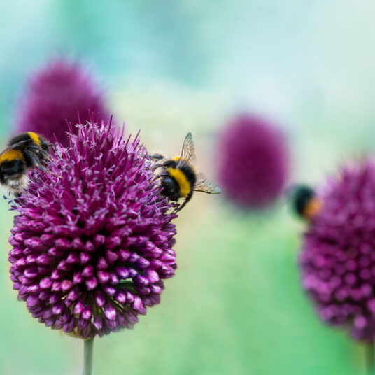 Allium sphaerocephalon