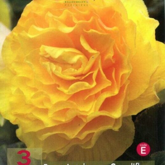 Begonia dubbel geel/jaune