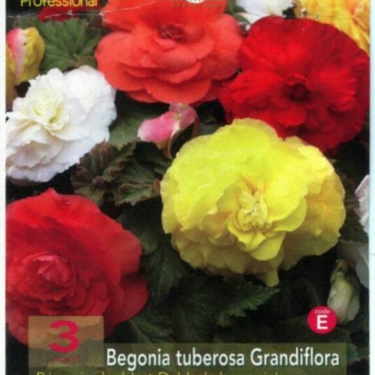 Begonia dubbel gemengd/mix