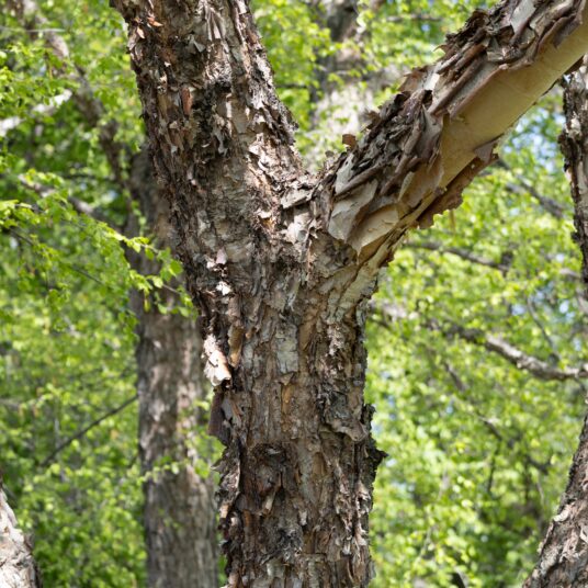 Betula nigra (= rubra)