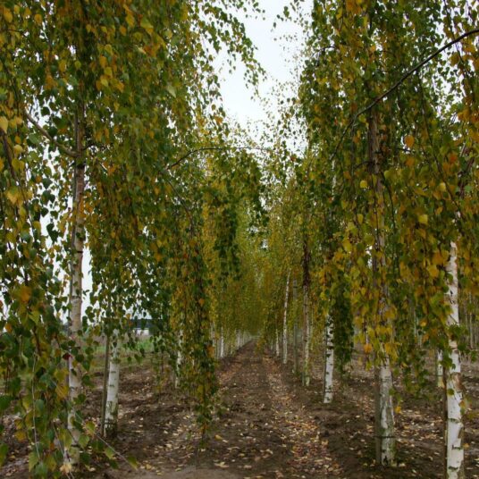 Betula pend. 'Fastigiata'