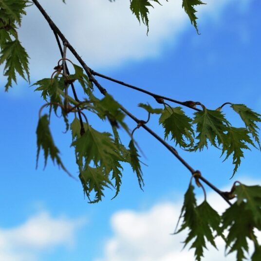 Betula pendula 'Laciniata'