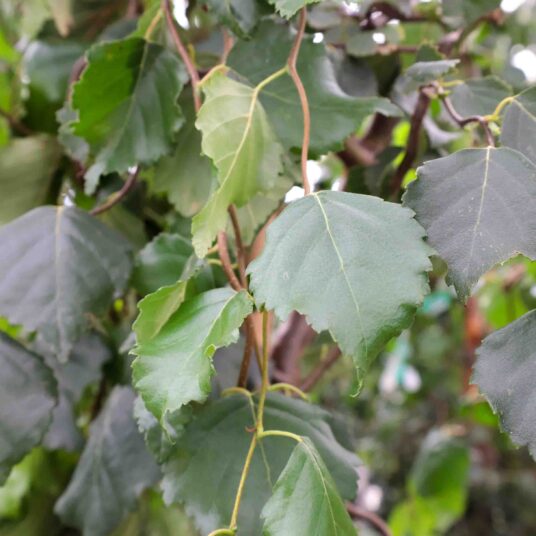 Betula pend. 'Spider Alley'®