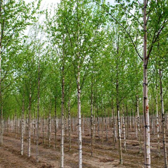 Betula pend. 'Zwitsers Glory'