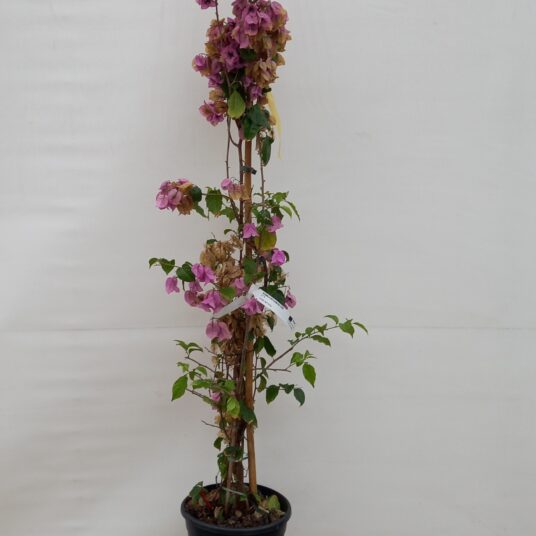 Bougainvillea glabra 'Violet de Mèze'