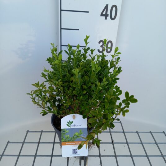 Buxus betterbuxus® 'Heritage'