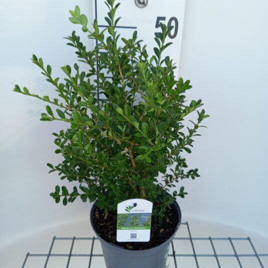 Buxus betterbuxus® 'Renaissance'