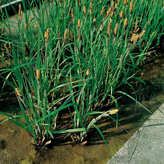 Carex acutiformis