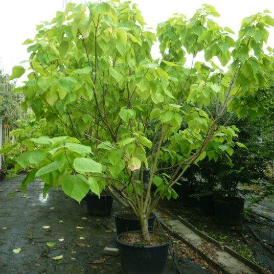 Catalpa bign. 'Aurea'