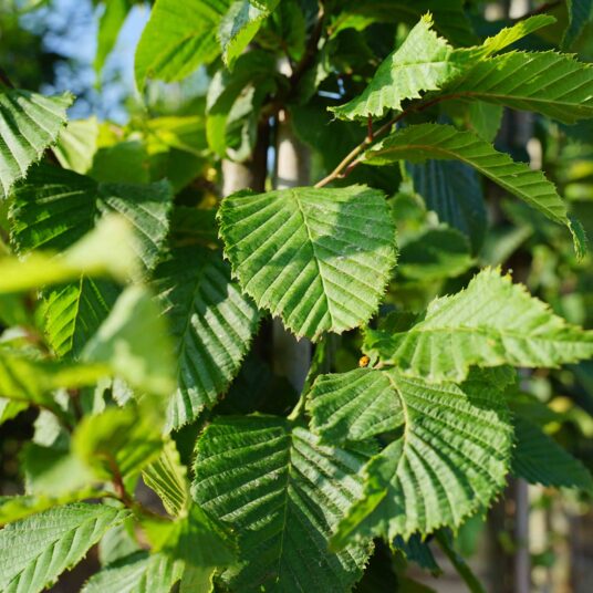 Carpinus bet. 'A. Beeckman'
