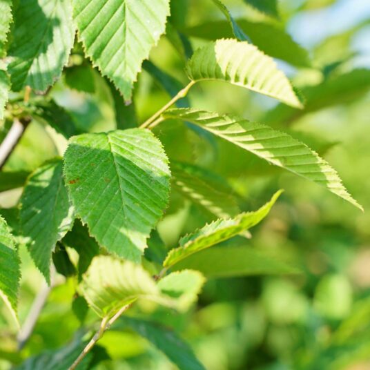 Carpinus bet. 'Fastigiata'