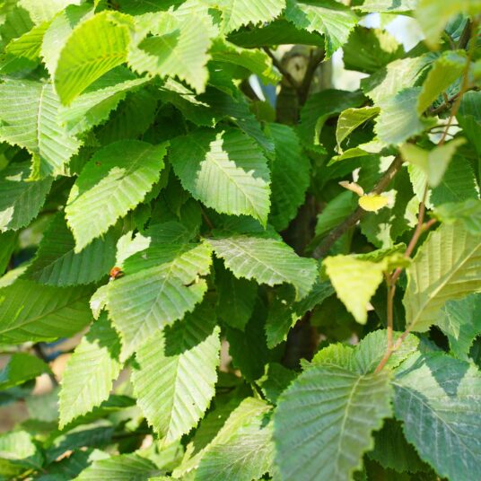 Carpinus bet. 'Frans Fontaine'