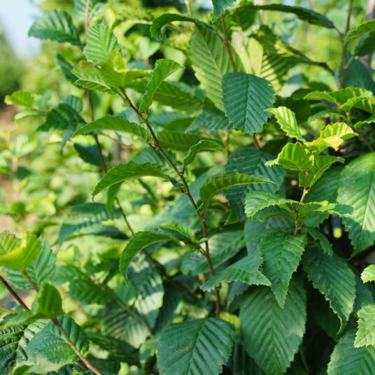 Carpinus bet. 'Lucas'