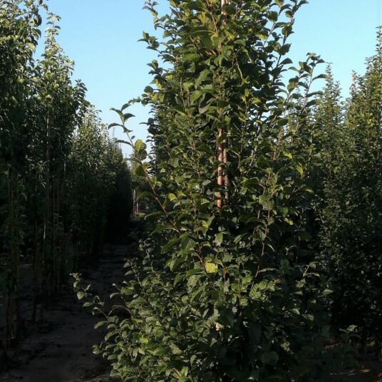 Carpinus bet. 'Lucas'
