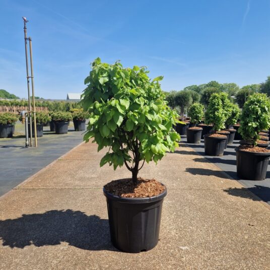 Carpinus bet. 'Monument'