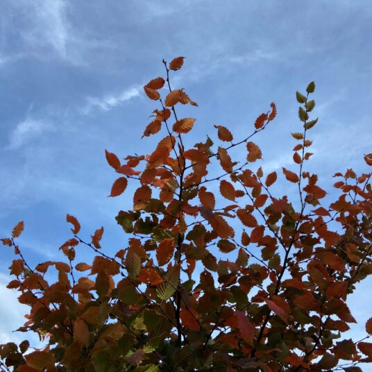 Carpinus bet. 'Rockhampton Red'