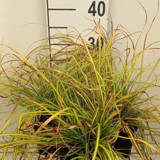Carex osh. 'Eversheen'