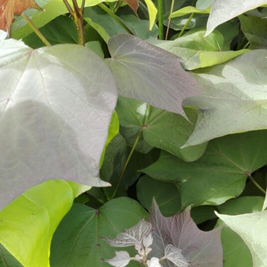 Catalpa erubescens 'Purpurea'