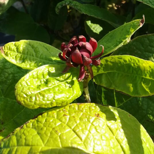Calycanthus floridus =(c. fertilis)