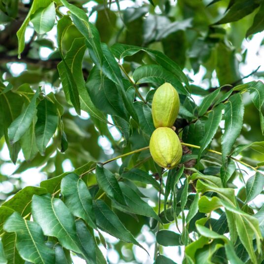 Carya illinoinensis