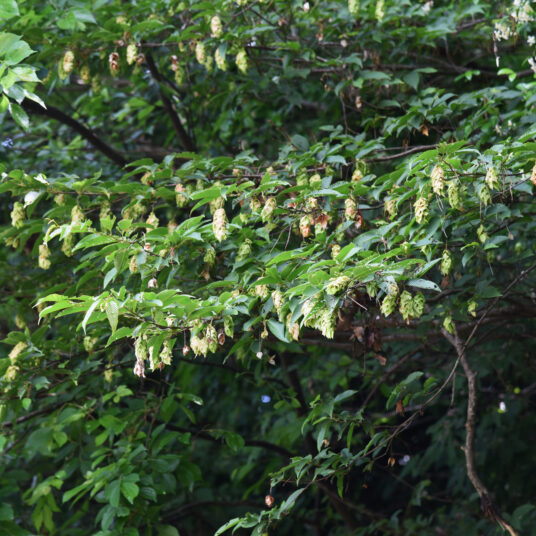Carpinus japonica