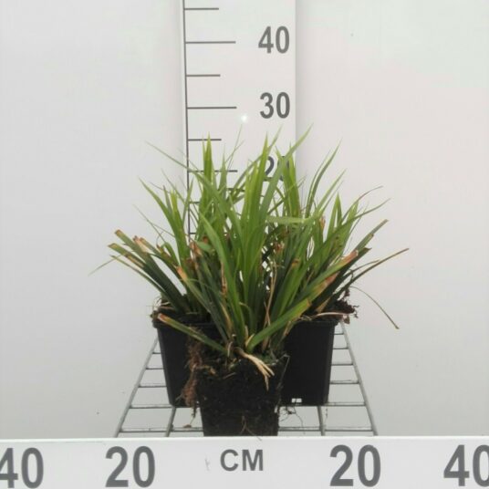 Carex morr. 'Mosten'