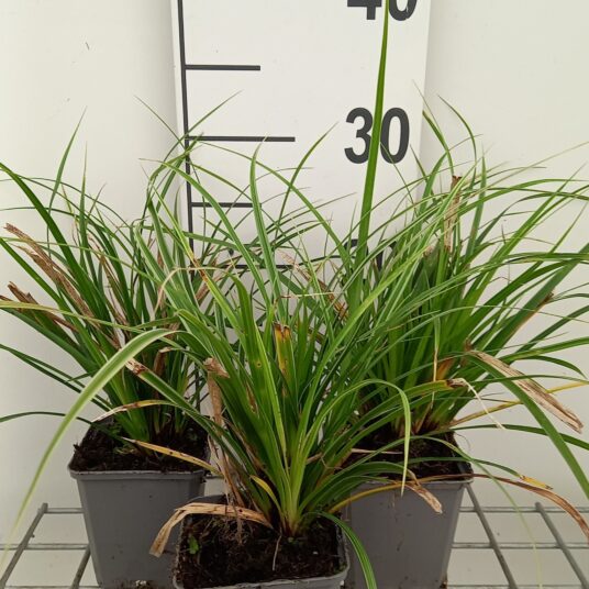 Carex morr. 'Variegata'