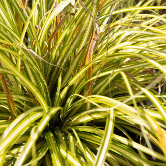 Carex osh. 'Evergold'