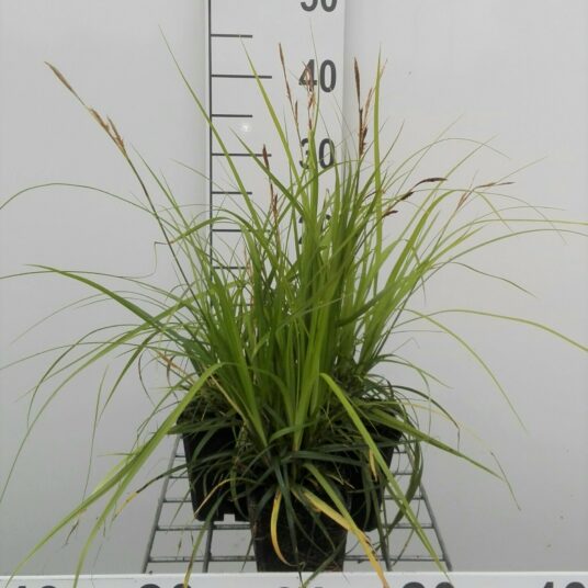 Carex osh. 'J.s. Greenwell'