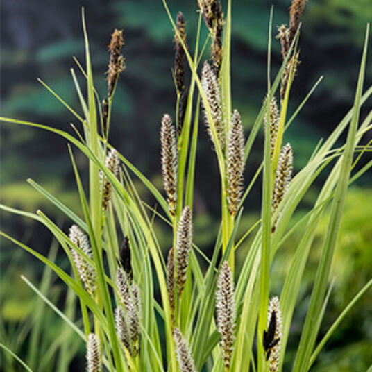 Carex riparia