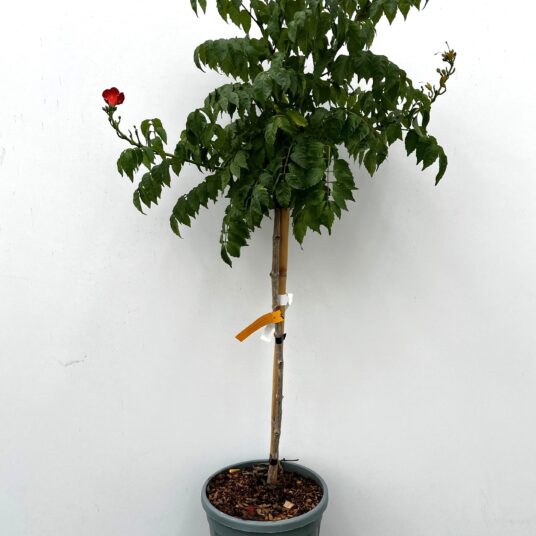 Campsis 'Summer Jazz® Gold Trumpet'
