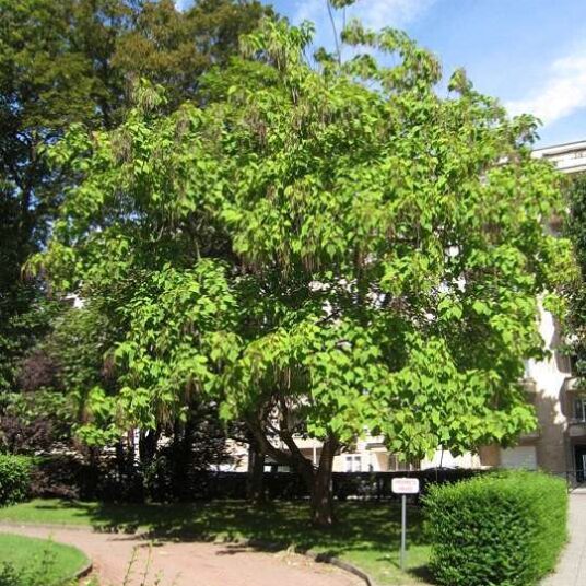 Catalpa bignonioides