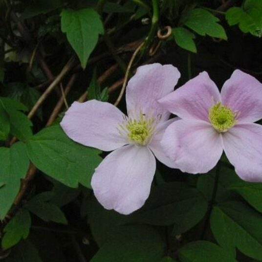 Clematis mont. 'Fragrant Spring'