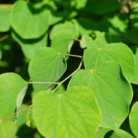 Cercis canadensis