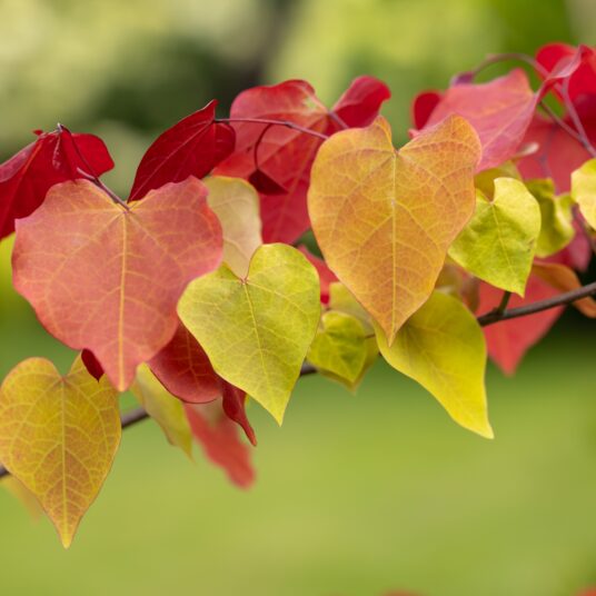 Cercis can. 'Eternal Flame'