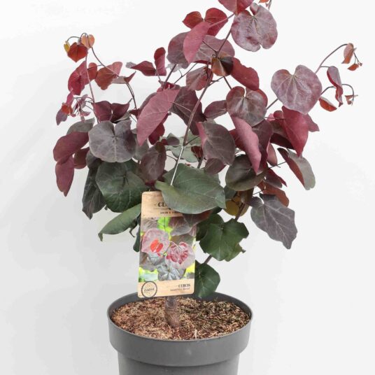 Cercis can. 'Merlot'®
