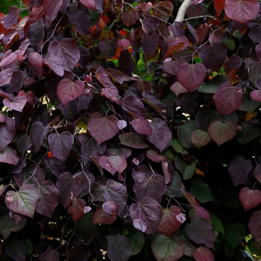 Cercis can. 'Ruby Falls'