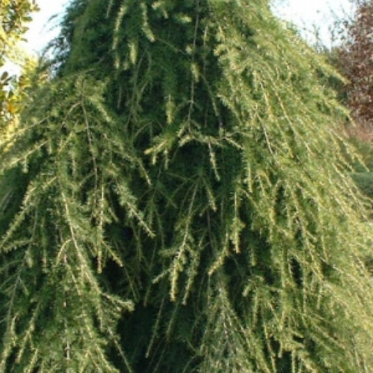 Cedrus deod. 'Pendula'