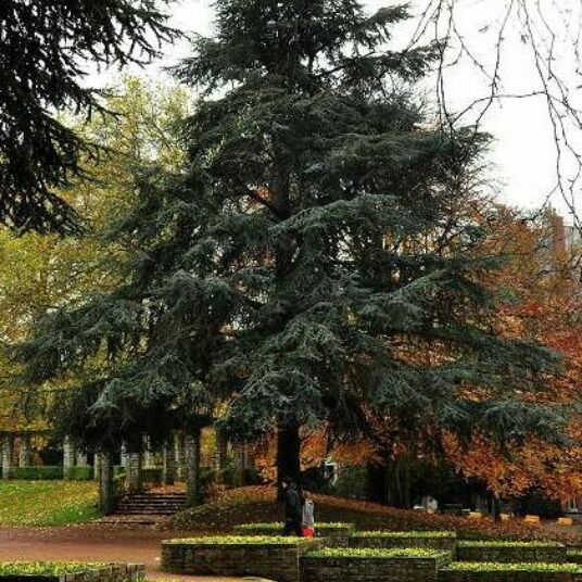 Cedrus lib. 'Glauca'