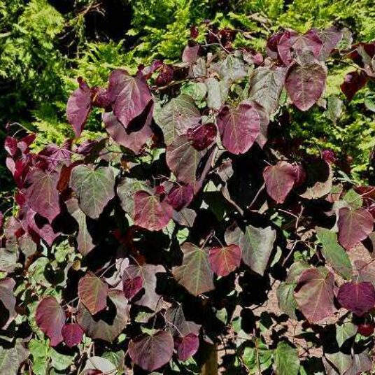 Cercis can. 'Forest Pansy'