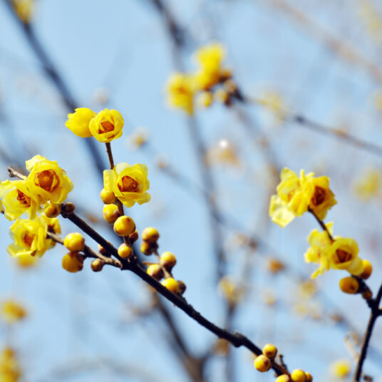 Chimonanthus praecox (=fragrans)