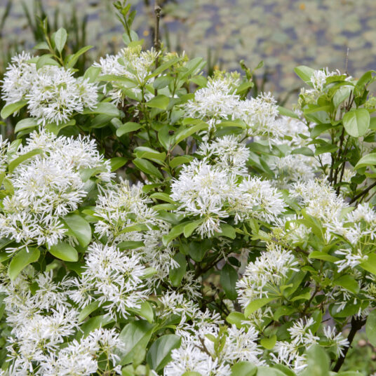 Chionanthus retusus