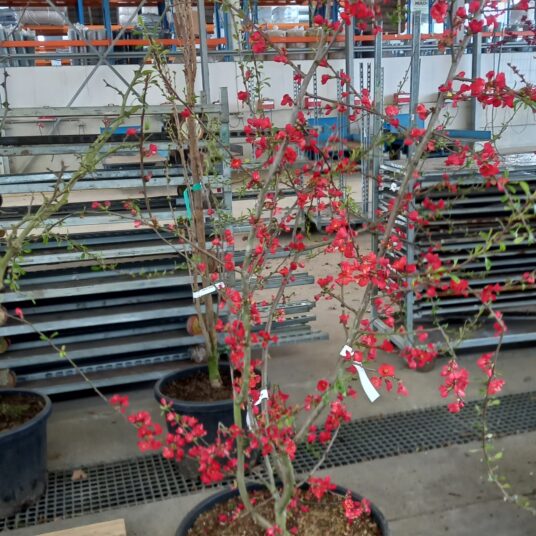 Chaenomeles spec. 'Rubra'