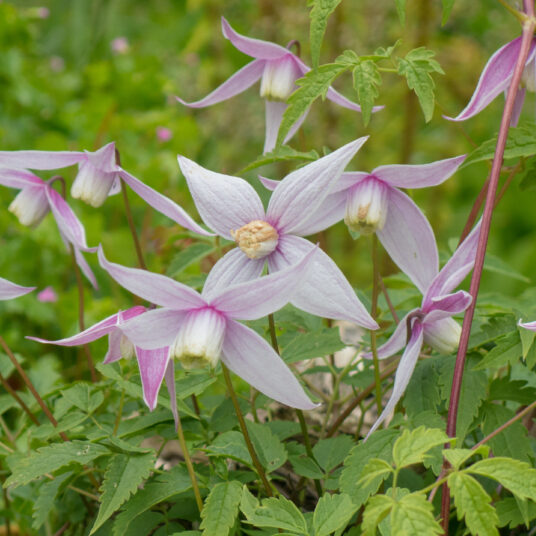 Clematis alpina 'Willy'