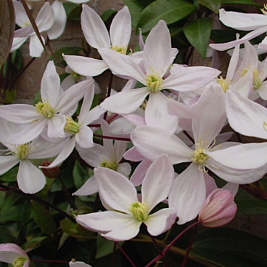 Clematis armand. 'Apple Blossom'